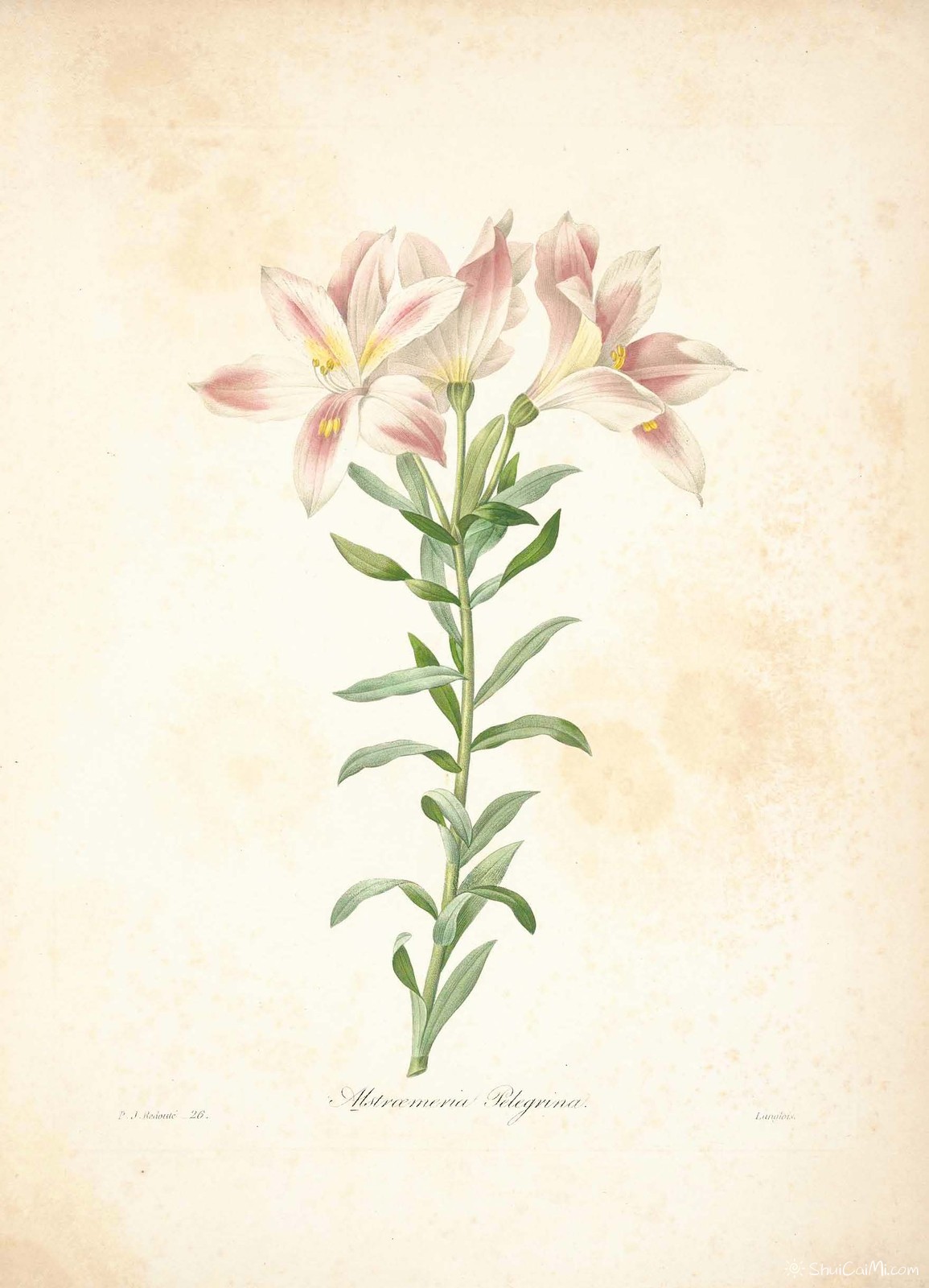 雷杜德植物画65092030