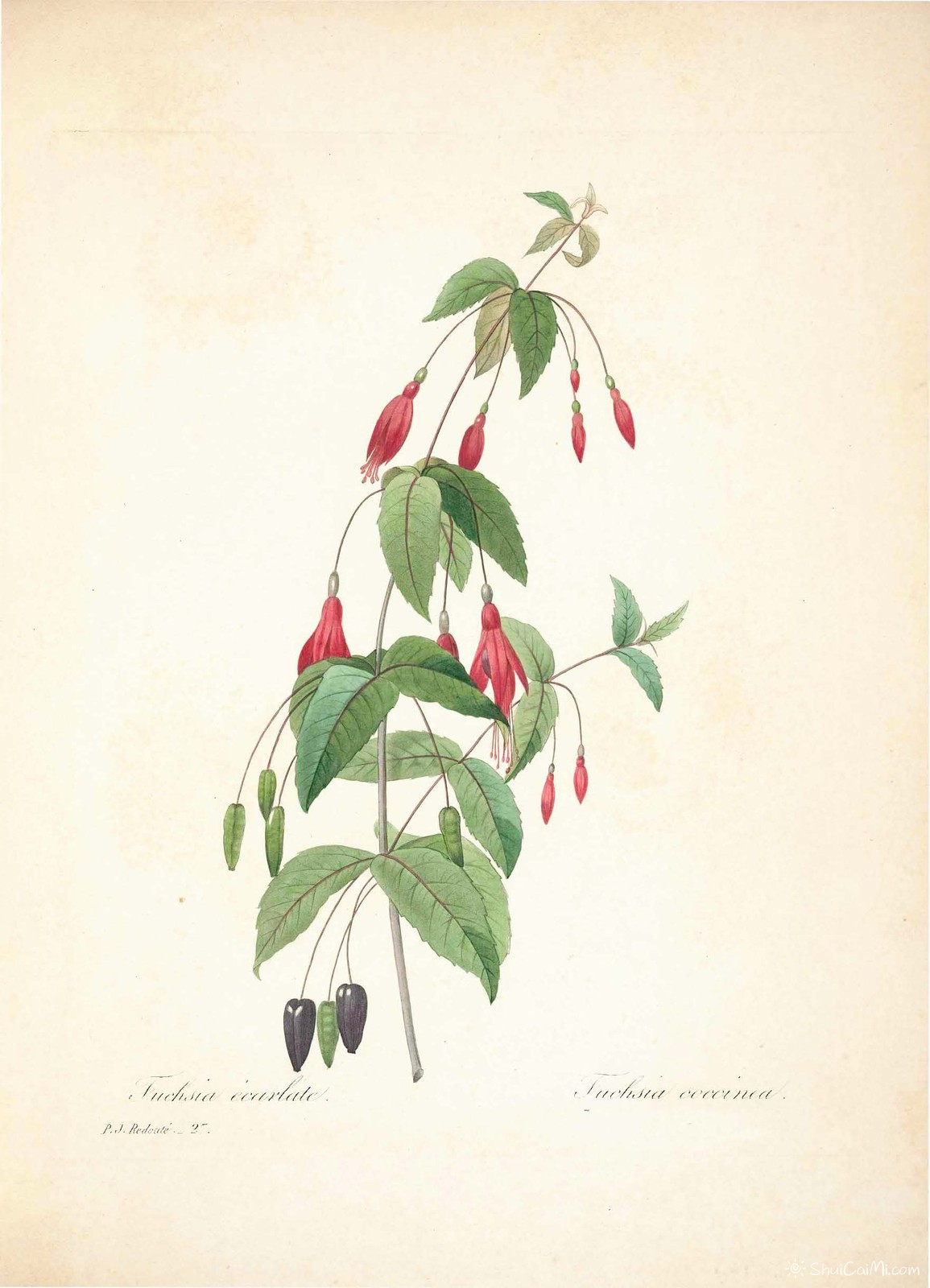 雷杜德植物画65092180