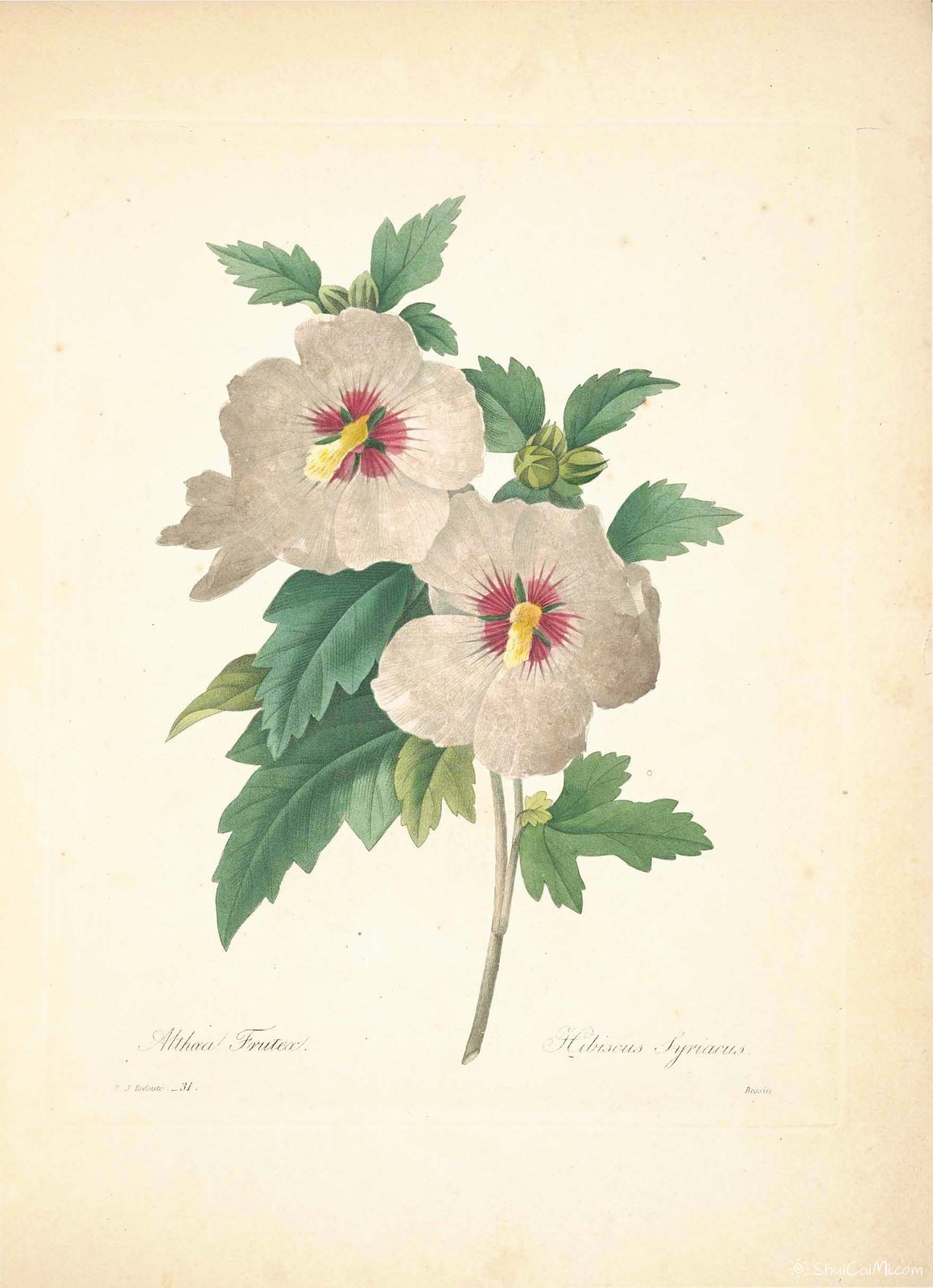 雷杜德植物画65093089