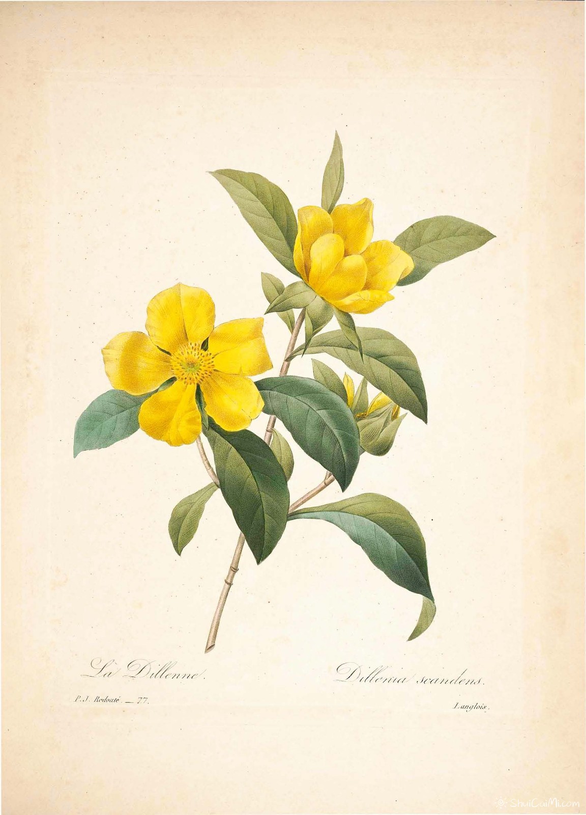 雷杜德植物画65103154