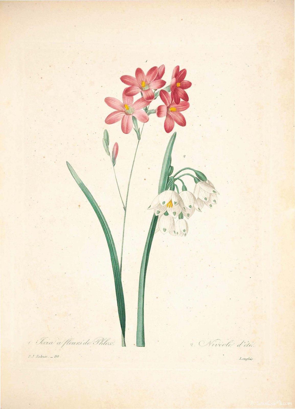 雷杜德植物画65103757