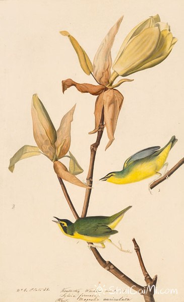约翰.奥杜邦（John James Audubon）博物画鸟类作品53612053