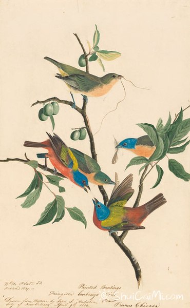 约翰.奥杜邦（John James Audubon）博物画鸟类作品53613193