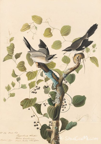 约翰.奥杜邦（John James Audubon）博物画鸟类作品53614799