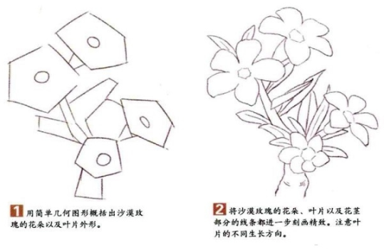 彩铅画手绘沙漠玫瑰图文教程-图片1