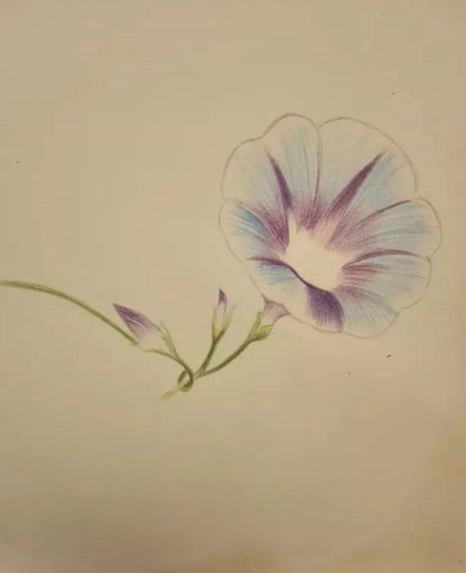牵牛花彩铅画手绘教程步骤-图片1