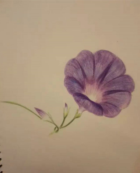 牵牛花彩铅画手绘教程步骤-图片2