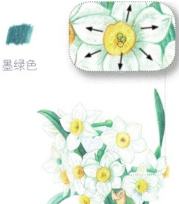 好看的水仙花彩铅画教程-图片1