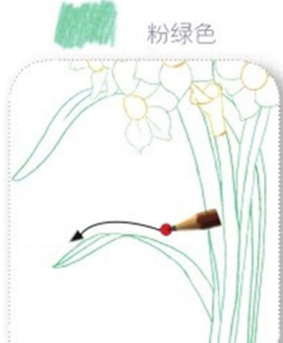 好看的水仙花彩铅画教程-图片2