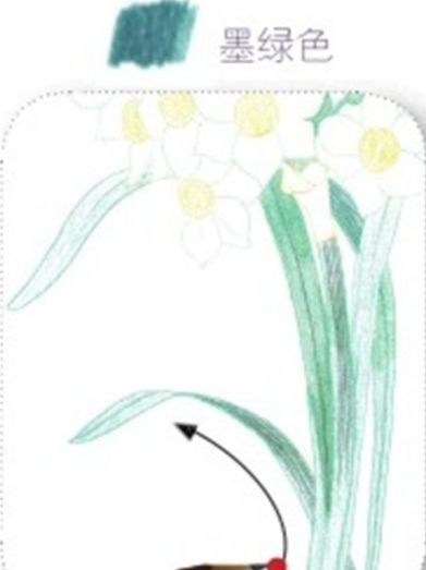 好看的水仙花彩铅画教程-图片3