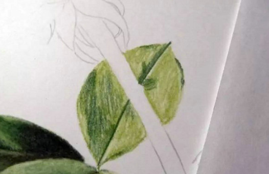 彩铅画超写实玫瑰绘画教程-图片1