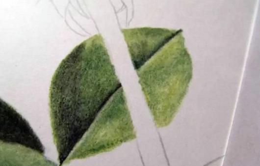 彩铅画超写实玫瑰绘画教程-图片2