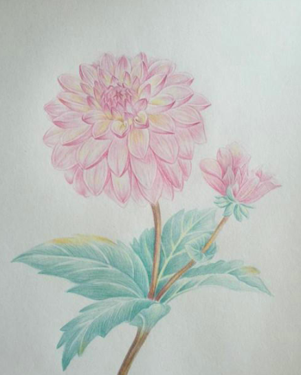 简单的天竺牡丹彩铅画绘画教程