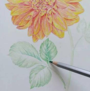 彩铅画好看艳丽的鲜花绘画教程