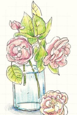 彩铅画迷人的蔷薇花绘画教程-图片2