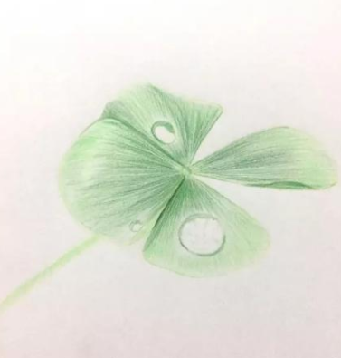 彩铅画简单的四叶草绘画步骤教学-图片2