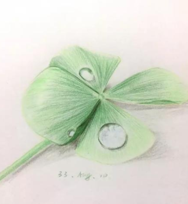 彩铅画简单的四叶草绘画步骤教学-图片3