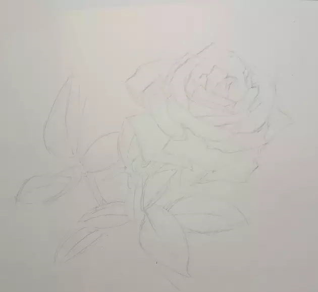 适合新手的圆珠笔画玫瑰教程-图片1