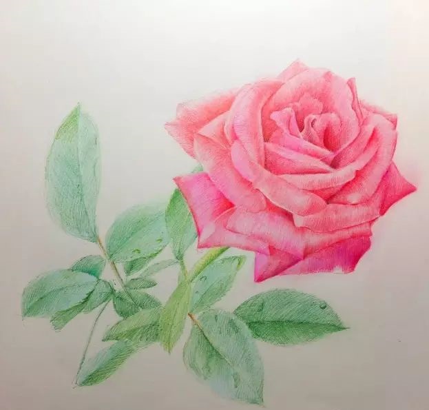 适合新手的圆珠笔画玫瑰教程-图片2