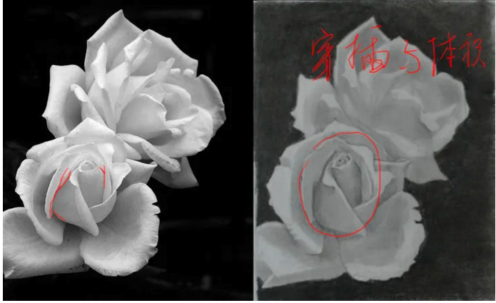 玫瑰花简单画法 玫瑰花怎么画漂亮又简单-图片6