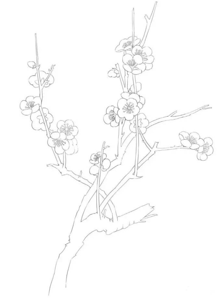 一到十二月的花怎么画 十二个月花的顺序图片简笔画-图片1