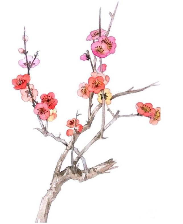 一到十二月的花怎么画 十二个月花的顺序图片简笔画-图片2