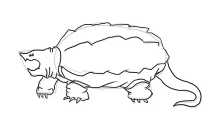 一步一步教我画鳄龟 鳄龟简笔画图片大全-图片1