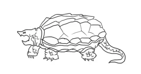 一步一步教我画鳄龟 鳄龟简笔画图片大全-图片2
