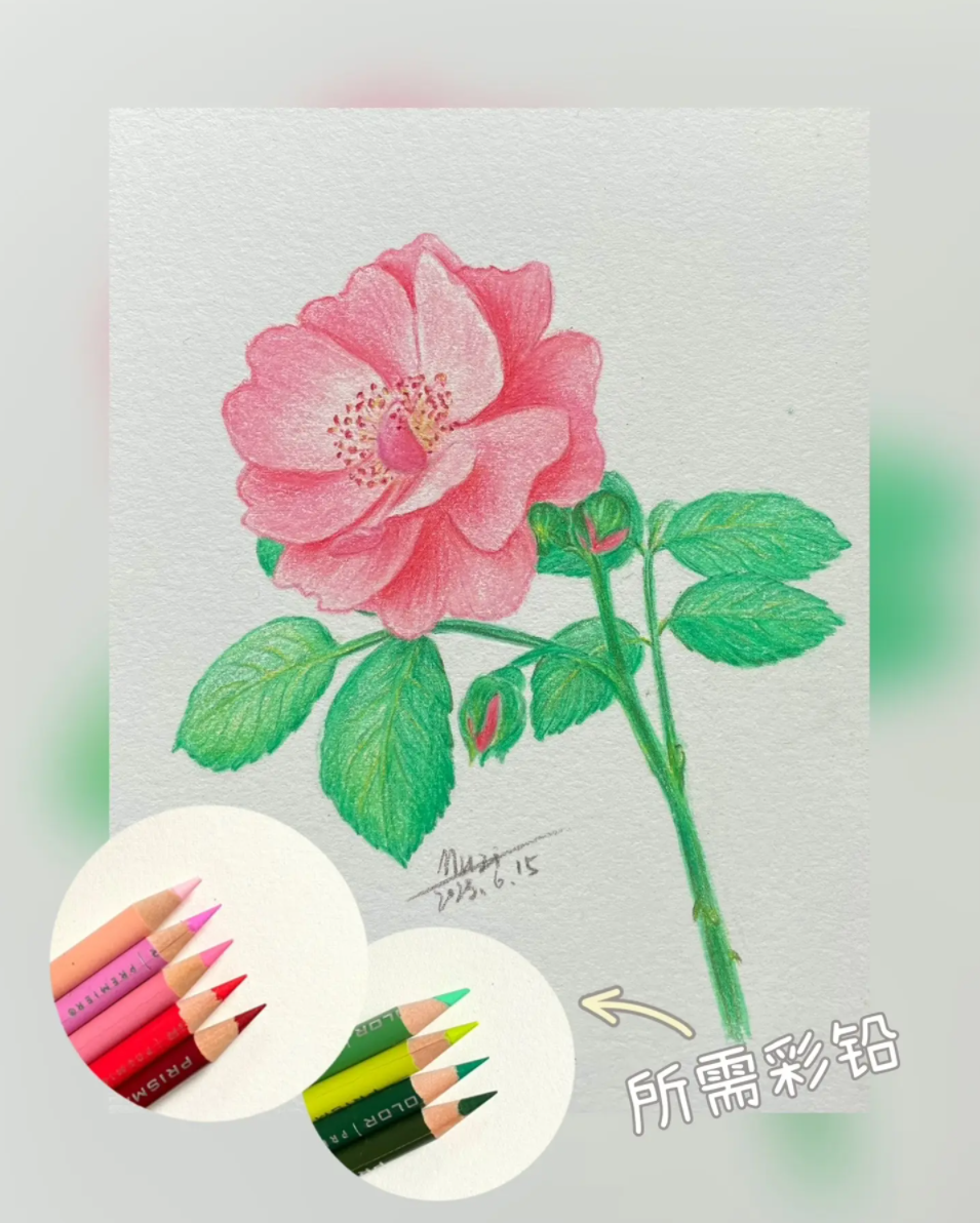 彩铅画: 一步一步教画简单蔷薇花朵-图片2