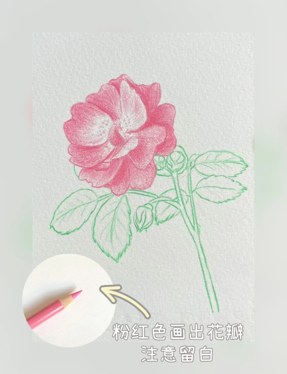 彩铅画: 一步一步教画简单蔷薇花朵-图片3