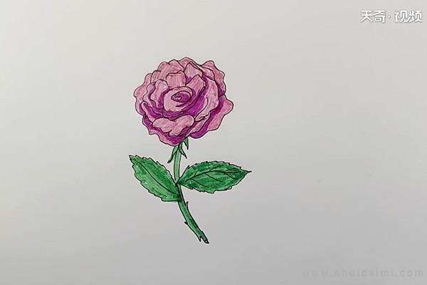 月季花简笔画怎么画 月季花简笔画简单又好看-图片1