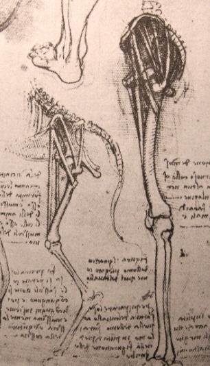 人和狗的腿骨素描解剖研究图