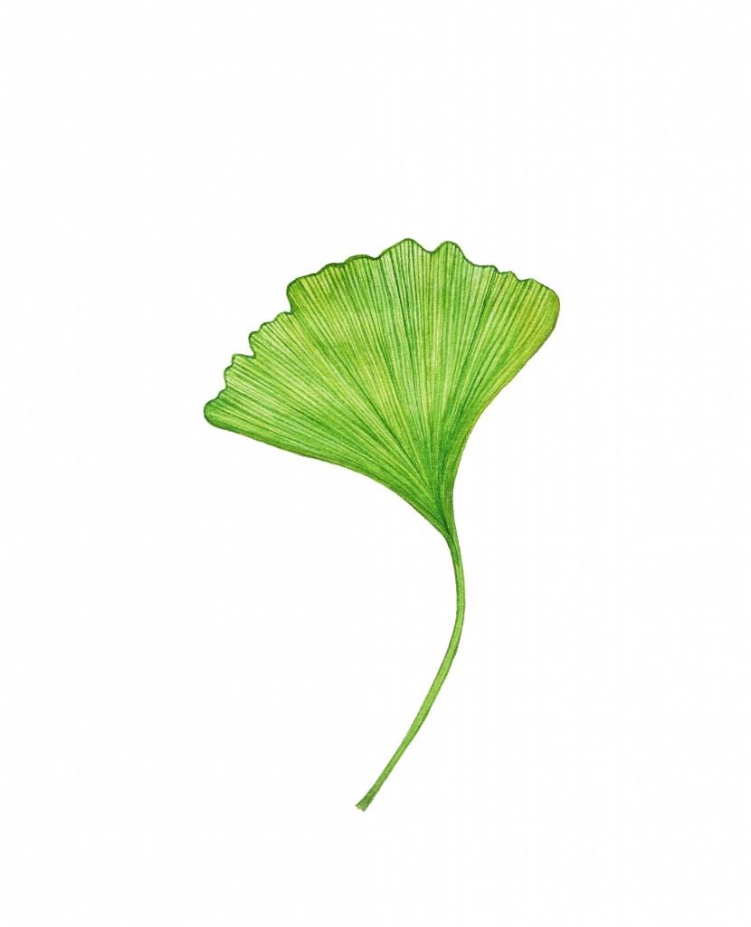超逼真植物彩绘简单 儿童植物彩绘图片大全-图片3