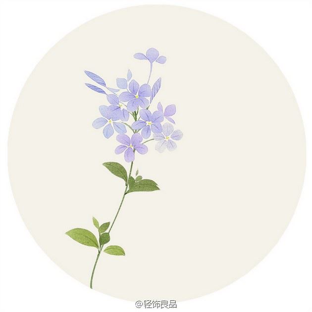艺术家无轩手绘唯美鲜花插画图片
