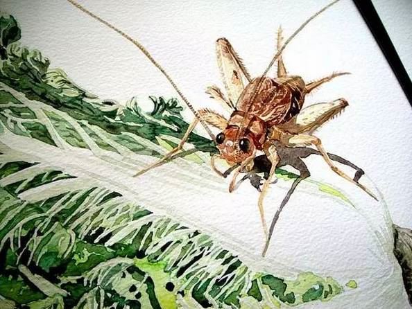 精选手绘效果逼真的水彩插画图片
