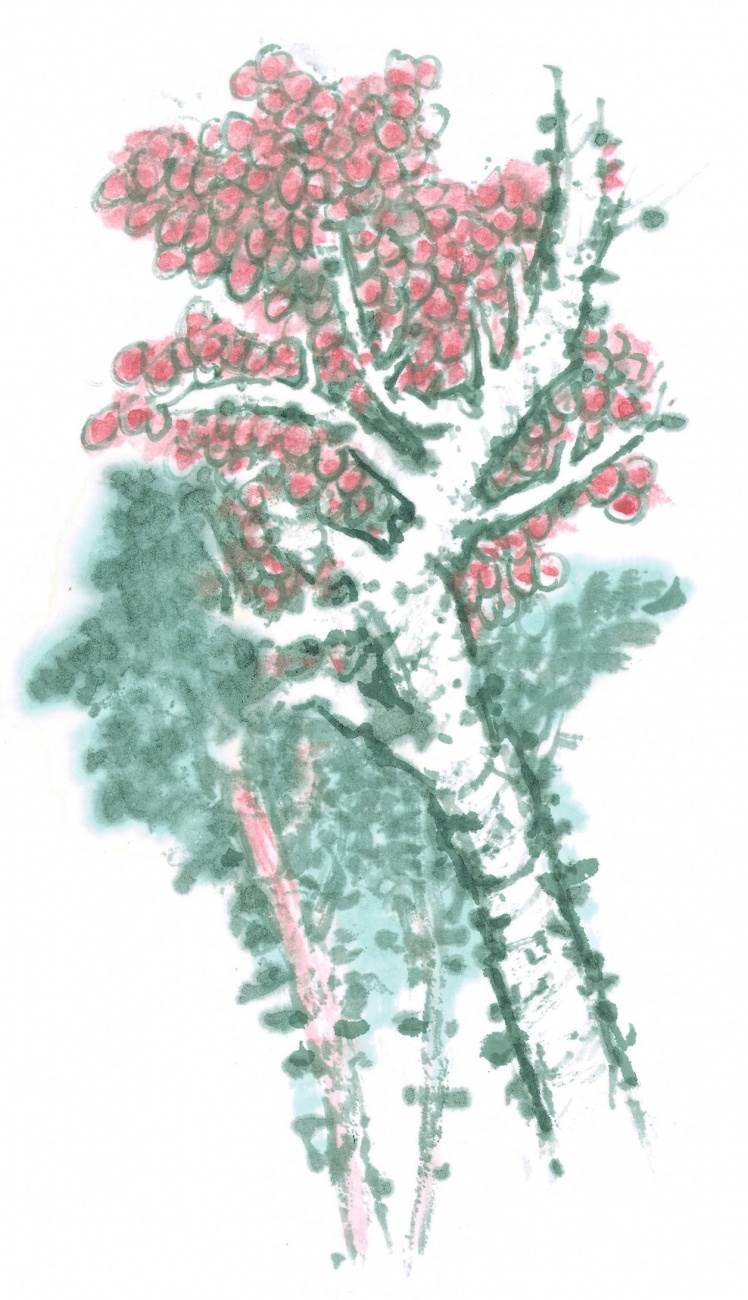 古树水墨画图片