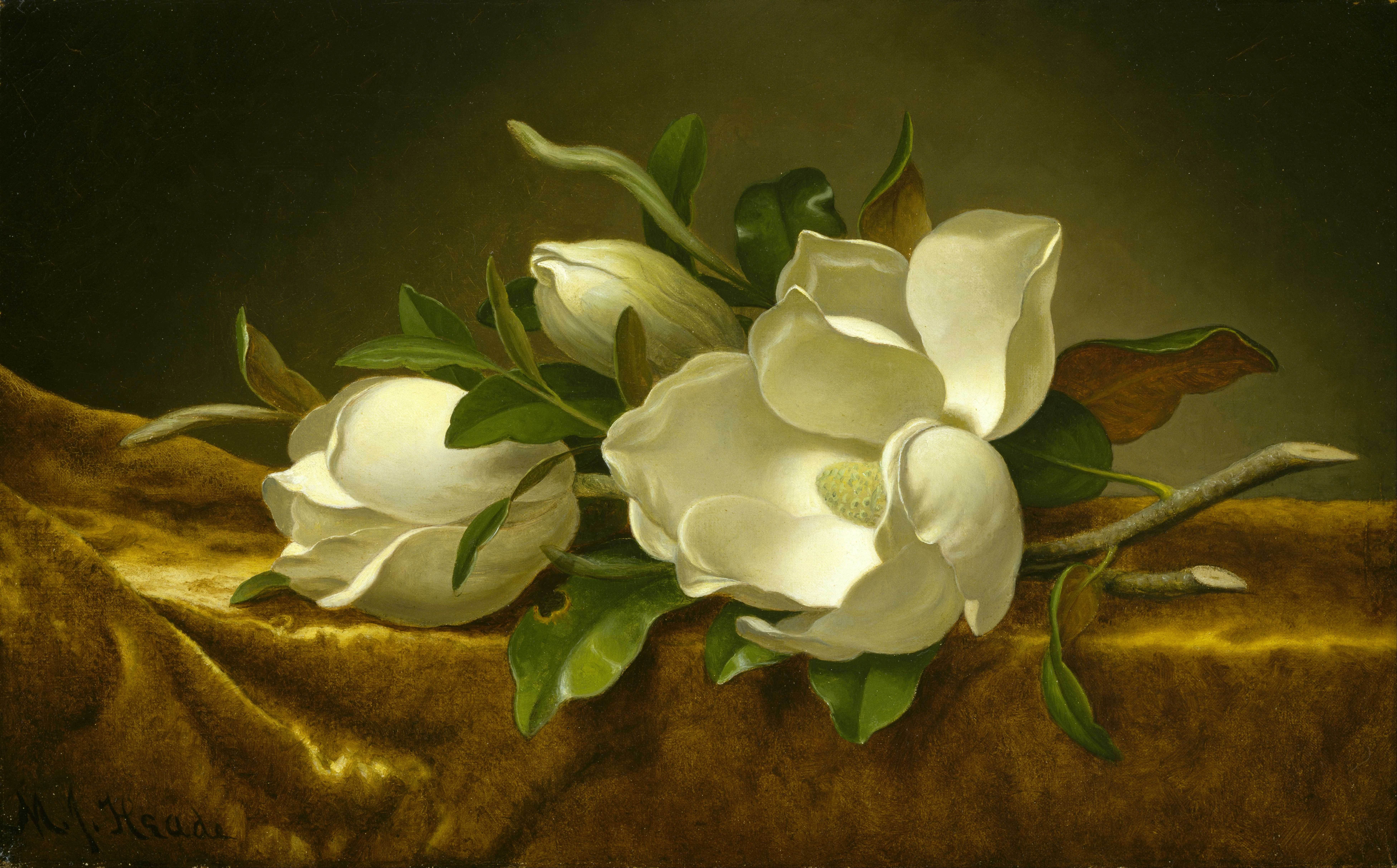 金丝绒上的木兰花Magnolias on Gold Velvet Cloth Martin Johnson Heade油画作品欣赏