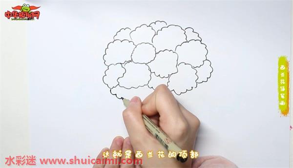 西兰花怎么画 西兰花简笔画彩色