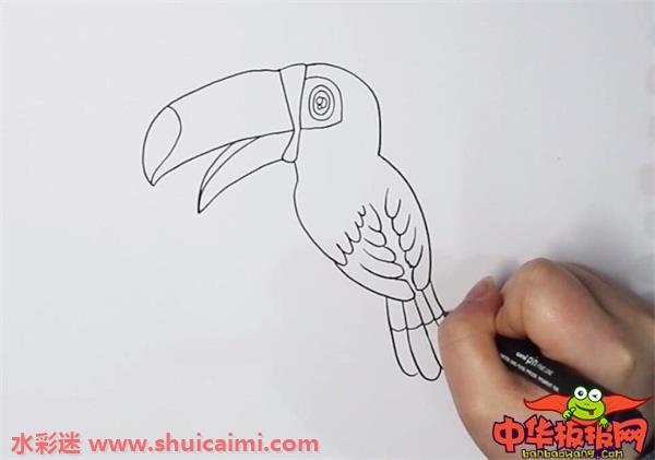 巨嘴鸟怎么画 巨嘴鸟简笔画图片大全带颜色-图片2