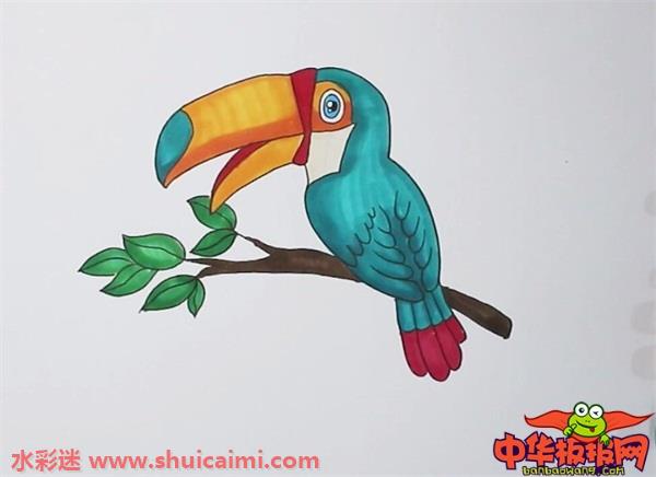 巨嘴鸟怎么画 巨嘴鸟简笔画图片大全带颜色-图片5