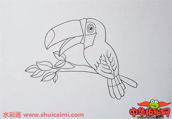 巨嘴鸟怎么画 巨嘴鸟简笔画图片大全带颜色-图片3