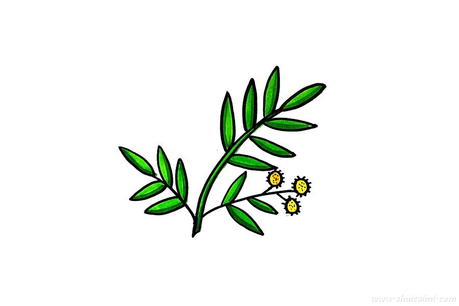 含羞草怎么画 含羞草简笔画图片大全带颜色-图片4