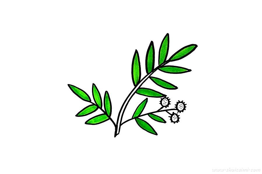 含羞草怎么画 含羞草简笔画图片大全带颜色-图片3