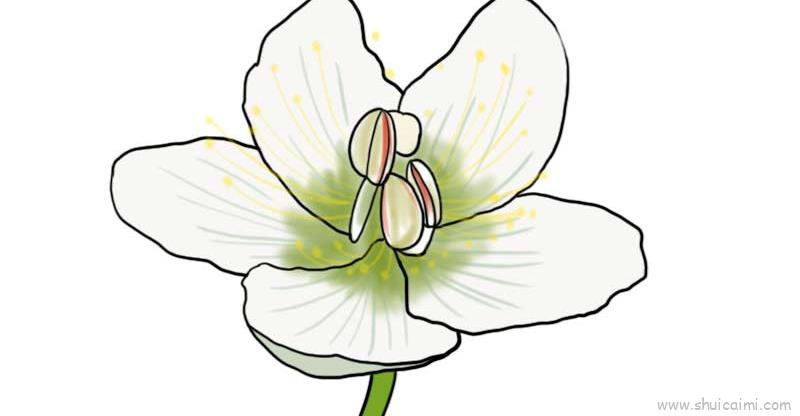 梅花草儿童画怎么画 梅花草简笔画图片-图片1
