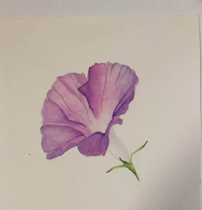 牵牛花水彩画 牵牛花水彩画的画法-图片5