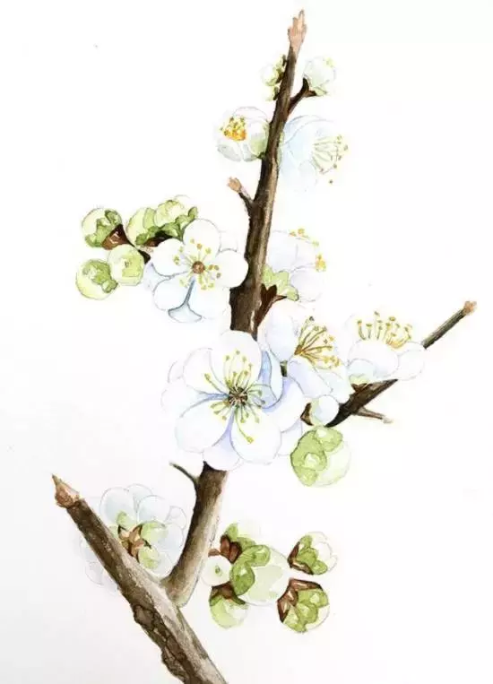 水彩画梅花 水墨画梅花-图片1
