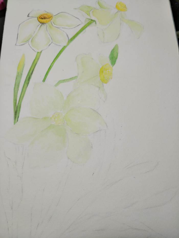 水仙花水彩画 水仙花水彩画教程视频-图片3