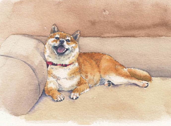 柴犬水彩画 柴犬彩铅画-图片3