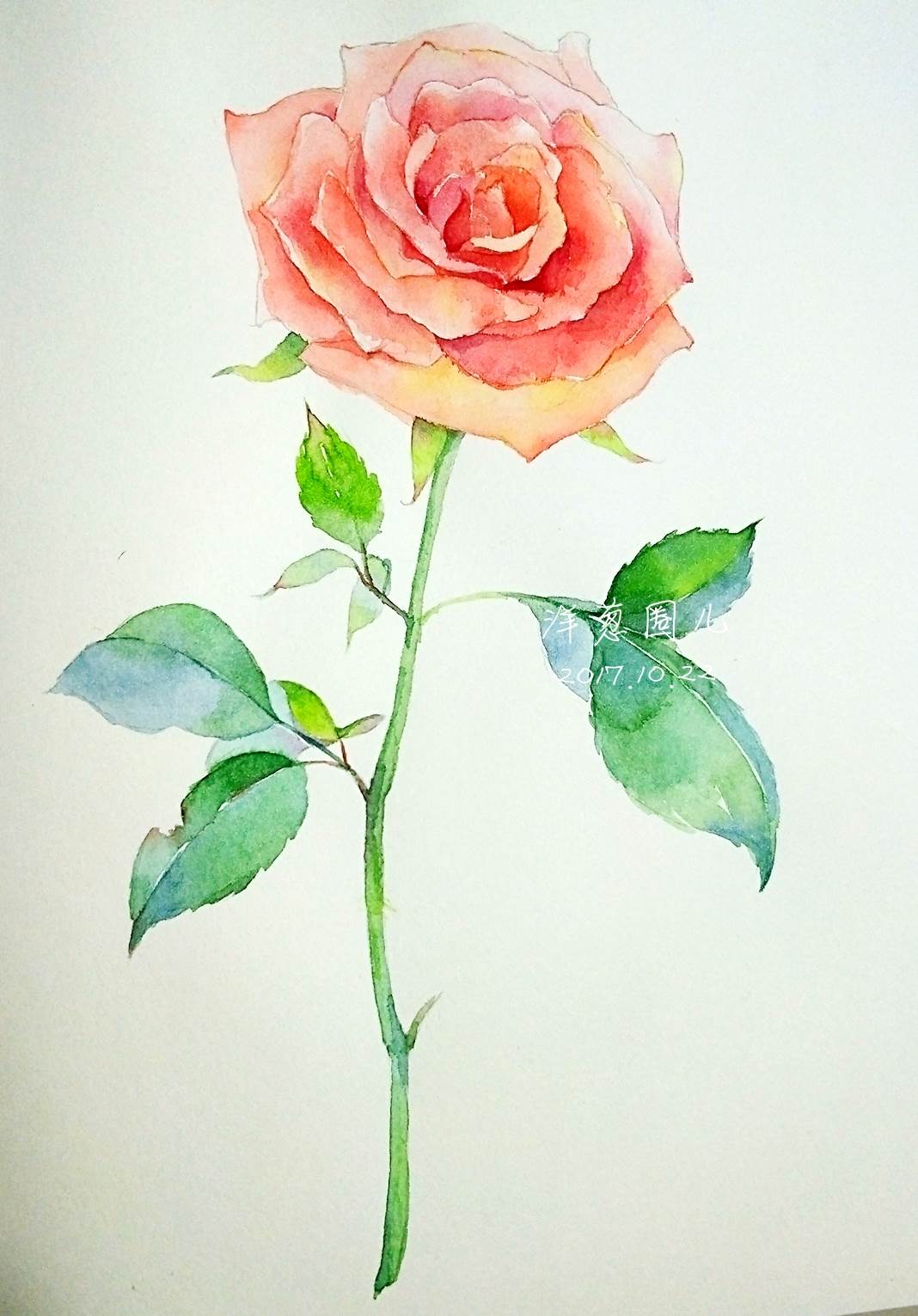 玫瑰花水彩画 玫瑰花画画教程-图片2
