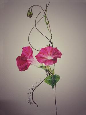 牵牛花水彩画 牵牛花水彩画的画法-图片1